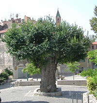 Balade en famille autour de Balade perchée dans le 06 - Alpes Maritimes